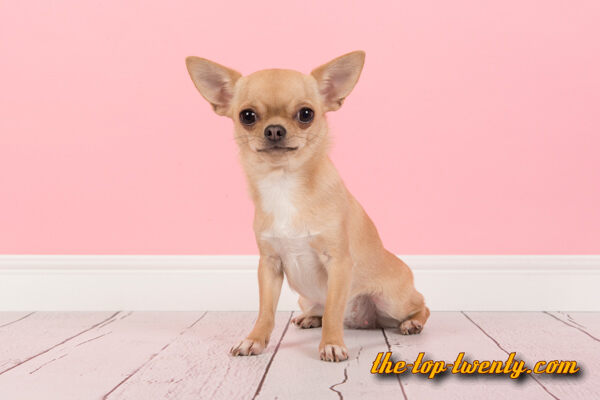 Chihuahua popular dog
